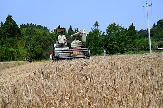 1)5月8日，在四川省內(nèi)江市東興區(qū)雙橋鎮(zhèn)雙流村，當(dāng)?shù)剞r(nóng)民正在機(jī)收小麥.jpg