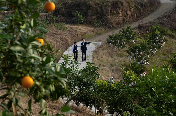 2內(nèi)江農(nóng)商銀行客戶經(jīng)理前往柑橘種植園區(qū)開展信貸調(diào)研.jpg