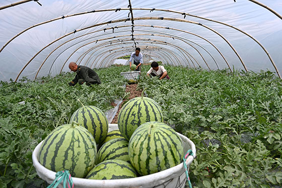 1)5月10日， 在內江市東興區(qū)永興鎮(zhèn)盧家村，當?shù)毓限r正在采摘西瓜.jpg