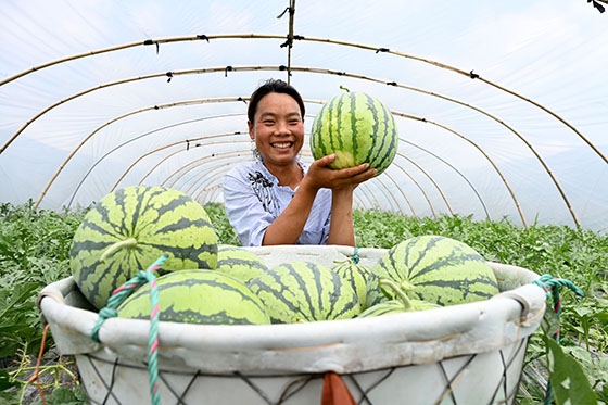 2)5月10日， 在內江市東興區(qū)永興鎮(zhèn)盧家村，當?shù)毓限r正在展示西瓜.jpg