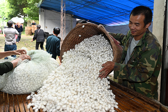3在四川省內(nèi)江市東興區(qū)雙才鎮(zhèn)蠶繭站，蠶農(nóng)正在交售春繭.jpg