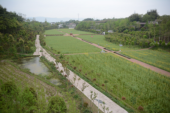 (2)大竹縣稻油輪作農(nóng)業(yè)園區(qū)一角  車(chē)文斌 攝.JPG