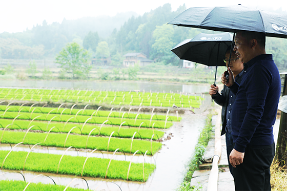 (2)蓬溪農(nóng)商銀行負(fù)責(zé)人到種植基地實(shí)地調(diào)研.png