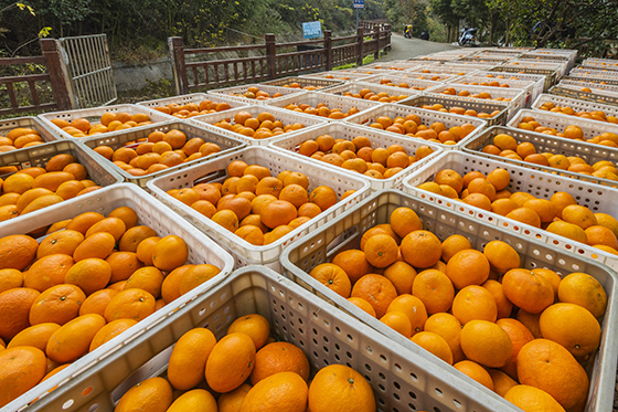 6仁壽農(nóng)商銀行信貸支持壯大的柑橘產(chǎn)業(yè)碩果累累，致富一方百姓.jpg