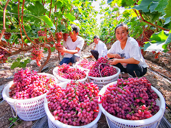 2西昌金信村鎮(zhèn)銀行支持的葡萄種植戶喜獲豐收.jpg