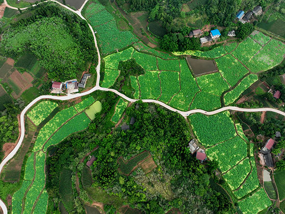 1655363594866583.jpg 1航拍內(nèi)江市東興區(qū)平坦鎮(zhèn)十里村荷塘美景.jpg