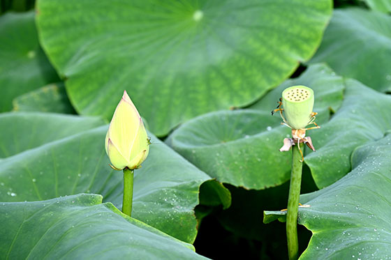 1655363613358544.jpg 2內(nèi)江市東興區(qū)平坦鎮(zhèn)十里村百畝荷塘含苞待放的花蕾特別惹人眼球.jpg