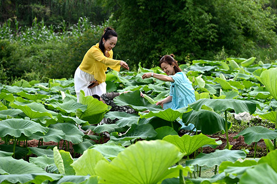 1655363632152053.jpg 3游客在內(nèi)江市東興區(qū)平坦鎮(zhèn)十里村百畝荷塘嬉戲玩耍.jpg