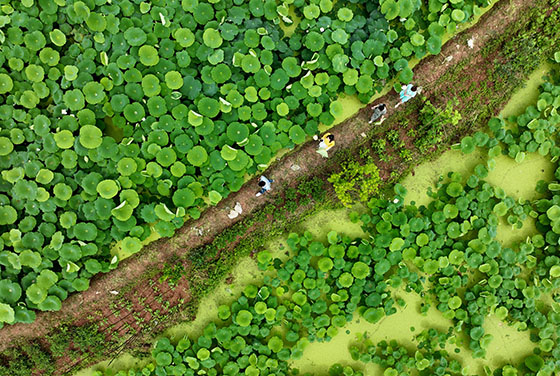 1655363683252193.jpg 5游客穿行在內(nèi)江市東興區(qū)平坦鎮(zhèn)十里村百畝荷塘賞花游玩.jpg