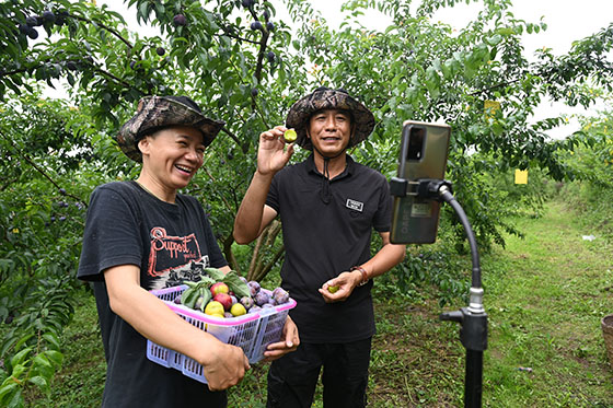 2)2022年6月16日，在四川省內(nèi)江市東興區(qū)雙才鎮(zhèn)胡石村百果林種植專業(yè)合作社，林錦章（右）和林輝梅（左）兄妹倆在通過網(wǎng)絡(luò)直播銷售鳳凰李.jpg