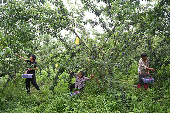 6)2022年6月16日，在四川省內(nèi)江市東興區(qū)雙才鎮(zhèn)胡石村百果林種植專業(yè)合作社，林錦章（左一）在采摘鳳凰李.jpg