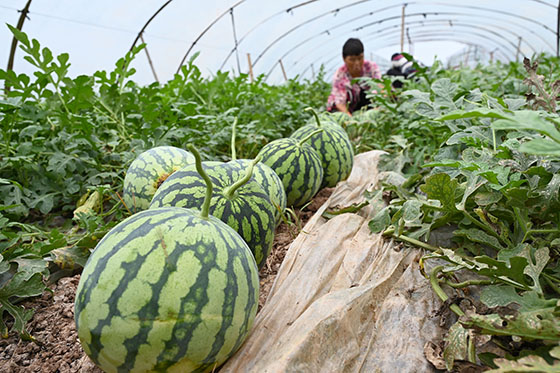 2瓜農(nóng)在內(nèi)江市東興區(qū)白合鎮(zhèn)丈雪村采摘大棚西瓜.jpg
