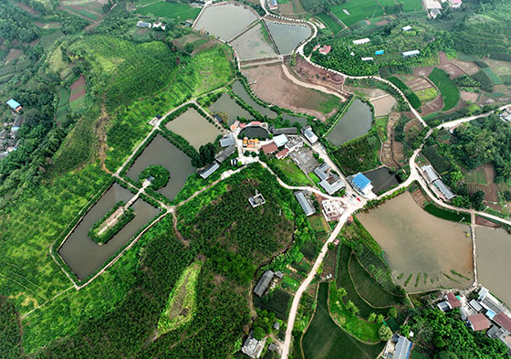 1航拍內(nèi)江市東興區(qū)椑木鎮(zhèn)紅林村生態(tài)桃李園.jpg