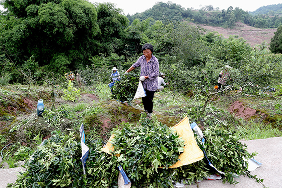 花椒專業(yè)合作社社員正在剪九葉青花椒 (2).jpg
