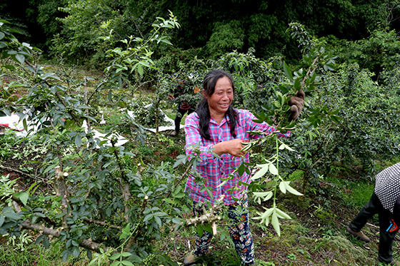 花椒專業(yè)合作社社員正在剪九葉青花椒 (3).jpg