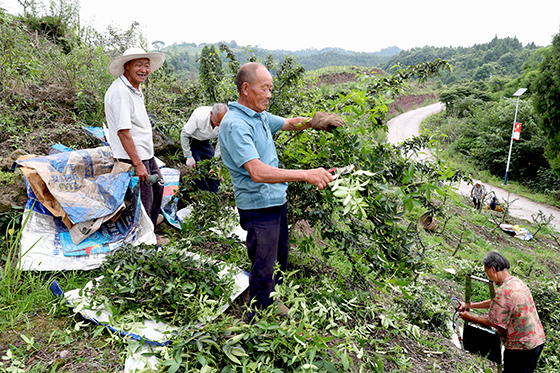 花椒專業(yè)合作社社員正在剪九葉青花椒.jpg