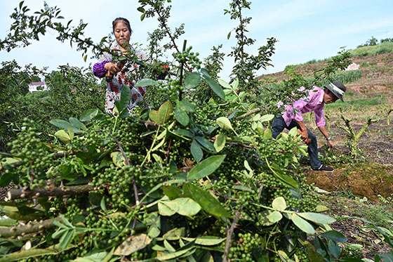 1椒農(nóng)趁著晴好天氣搶收青花椒.jpg