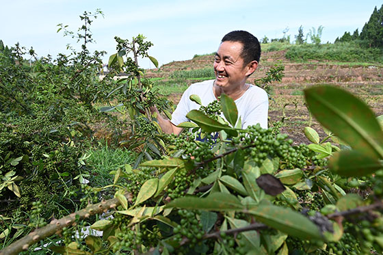 2椒農(nóng)高興地展示喜獲豐收的青花椒.jpg