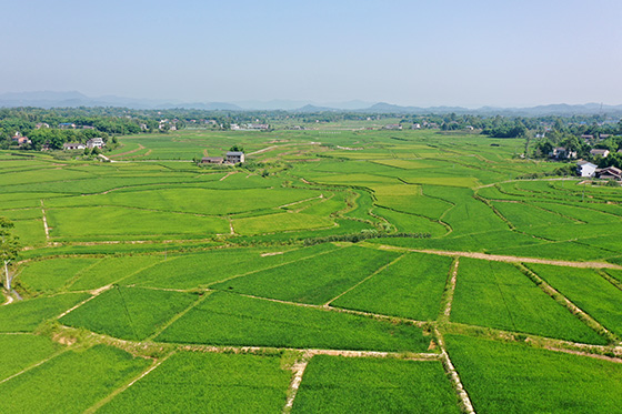航拍的四川省廣安市廣安區(qū)花橋鎮(zhèn)光榮村水稻種植基地.jpg