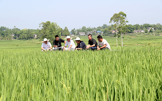 四川省廣安市廣安區(qū)花橋鎮(zhèn)光榮村水稻種植基地，廣安區(qū)農(nóng)業(yè)農(nóng)村局植保專(zhuān)家正在田間指導(dǎo)種植業(yè)主科學(xué)防治水稻病蟲(chóng)害，確保水稻豐產(chǎn)增收。.jpg
