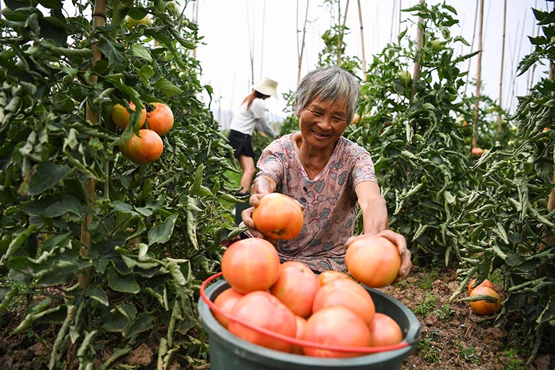 1、劉賢秀在收獲西紅柿.jpg