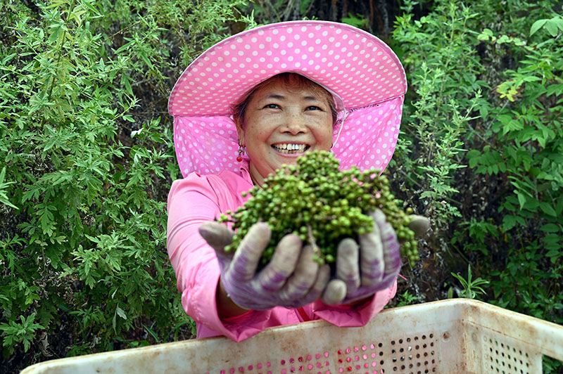 2當(dāng)?shù)卮迕窀吲d地展示豐產(chǎn)豐收的青花椒.jpg