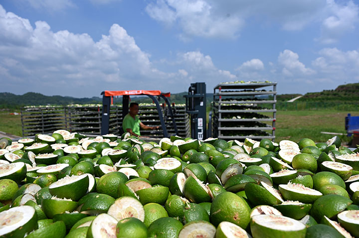 4當?shù)卮迕駥⒘罆窈蟮蔫讱に屯娓煞?jpg