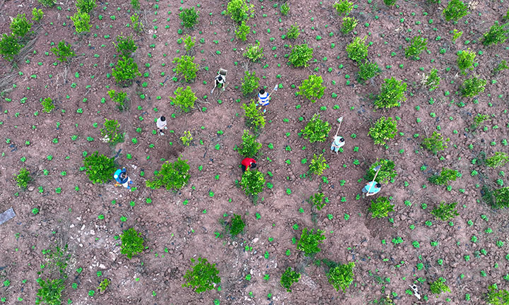 1當?shù)卮迕裾诖蠖沟乩锍菔┓?jpg