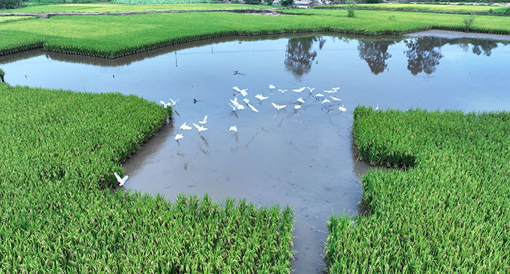 1659446520998148.jpg 4陸續(xù)成熟的水稻里白鶴展翅飛翔.jpg