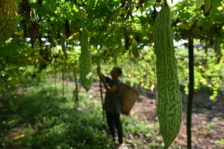 1660202407849566.jpg 1當(dāng)?shù)剞r(nóng)民正在采收生態(tài)苦瓜.jpg