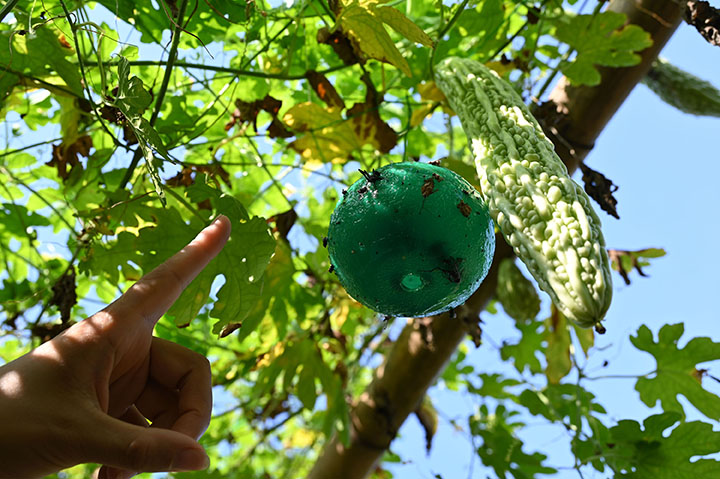 1660202412559581.jpg 2當(dāng)?shù)剞r(nóng)民采用生物殺蟲等方法保障苦瓜的生態(tài)品質(zhì).jpg