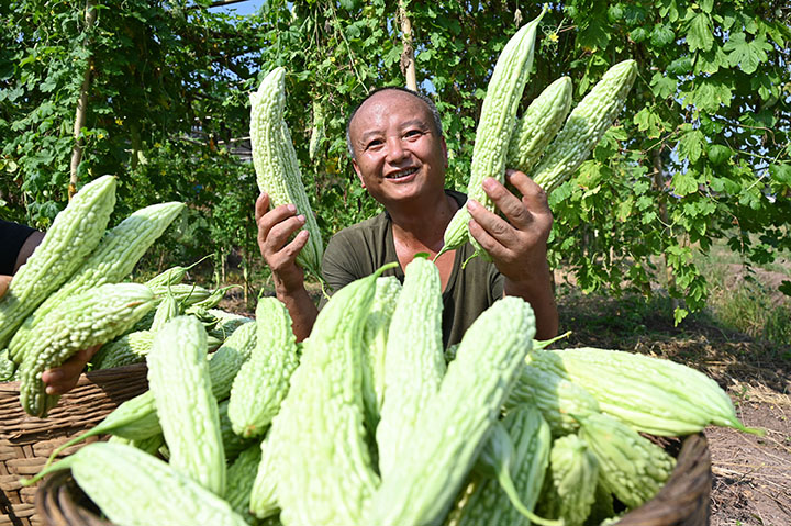 1660202429648920.jpg 5豐收的生態(tài)苦瓜讓當(dāng)?shù)剞r(nóng)民露出了甜蜜的笑臉.jpg