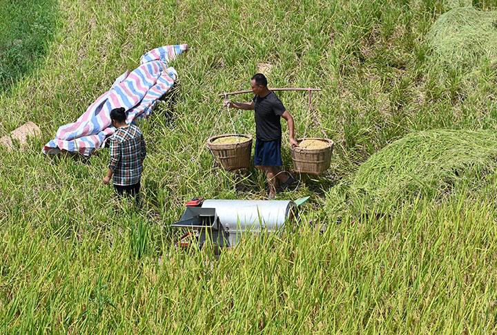 1在內(nèi)江市東興區(qū)郭北鎮(zhèn)青苔村，當(dāng)?shù)剞r(nóng)民在高溫天氣下?lián)屖盏竟?jpg