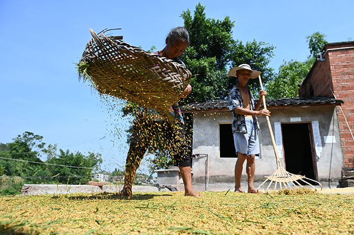 2在內(nèi)江市東興區(qū)郭北鎮(zhèn)青苔村，當(dāng)?shù)剞r(nóng)民在高溫天氣下晾曬稻谷，做到顆粒歸倉.jpg