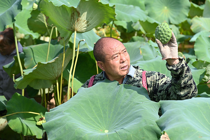 1661331210197708.jpg 2當地村民在荷塘中采收蓮蓬.jpg