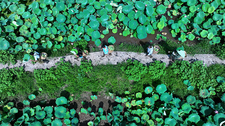 1661331219406167.jpg 4當地村民在荷塘間轉運蓮蓬(無人機照片).jpg