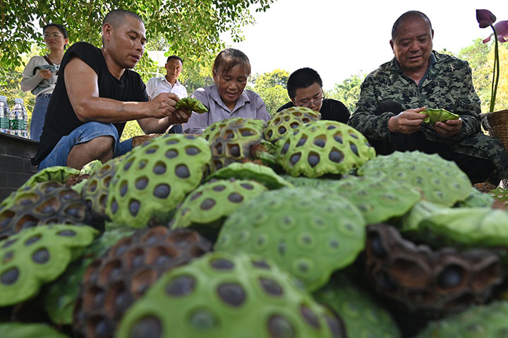 1661331225677871.jpg 5當地村民正在剝蓮米.jpg