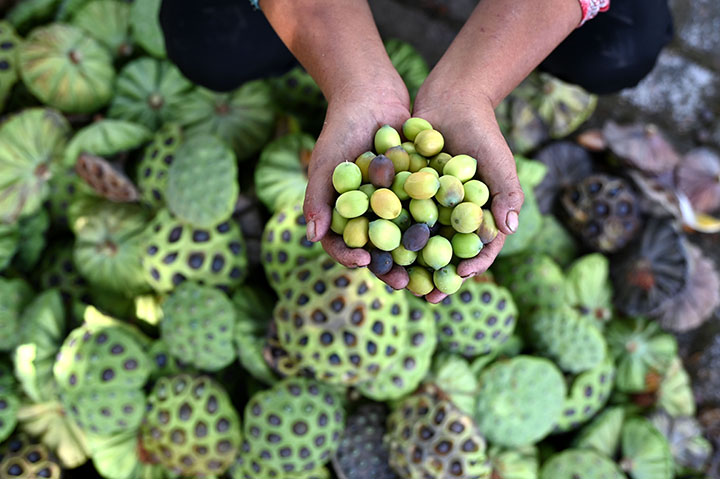 1661331231443089.jpg 6當地村民手捧顆粒飽滿的蓮米.jpg