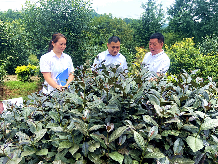 調(diào)研茶葉產(chǎn)業(yè)發(fā)展情況.jpg