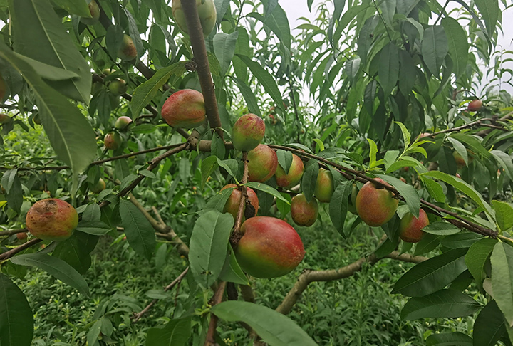 昔日單一大農(nóng)業(yè), 如今四季花果香.jpg