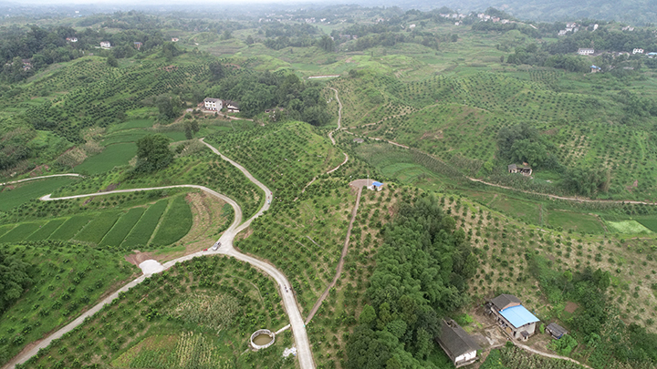 觀音橋鎮(zhèn)大安寨村蜜柚產(chǎn)業(yè)基地 鄰水縣觀音橋鎮(zhèn)政府供圖.jpg