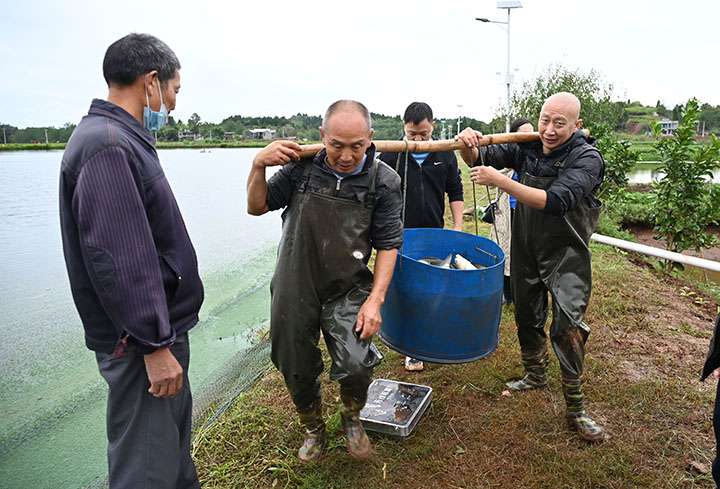1665391532390804.jpg 3當(dāng)?shù)卮迕裾谵D(zhuǎn)運(yùn)捕撈出塘的成魚.jpg