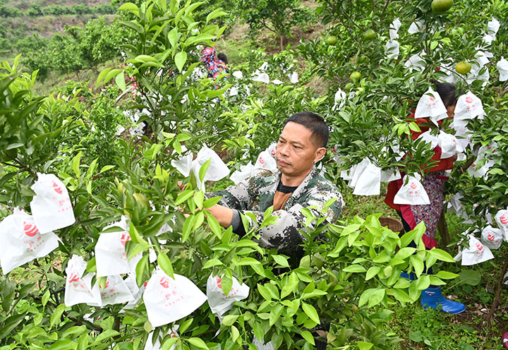 1665988213156101.jpg 3搶抓時(shí)節(jié)組織社員為柑桔套袋.jpg