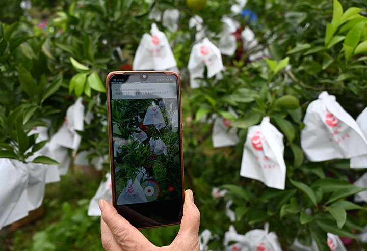 1665988232334795.jpg 4用鏡頭記錄柑桔套袋及后期管理影像.jpg