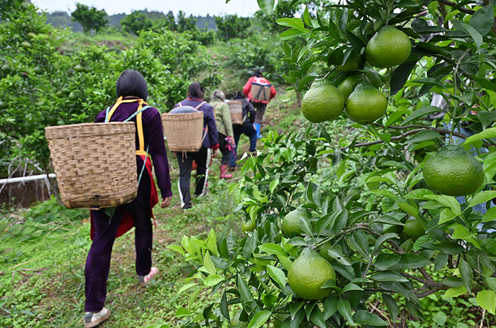 1665988238478165.jpg 5果農(nóng)奔忙柑桔園加強(qiáng)柑桔后期管理.jpg