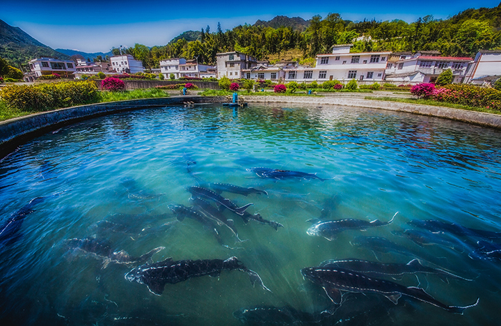 特色水產(chǎn)養(yǎng)殖  韓斌攝.jpg