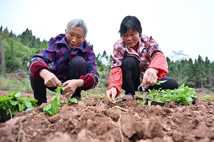 4）11月13日，四川省內(nèi)江市東興區(qū)高梁鎮(zhèn)方家溝村，當?shù)卮迕裾谝圃攒嚽白?jpg
