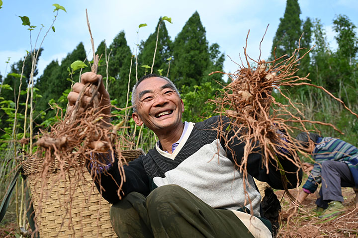 3村民在桑園中展示豐收的中藥材白芨.jpg