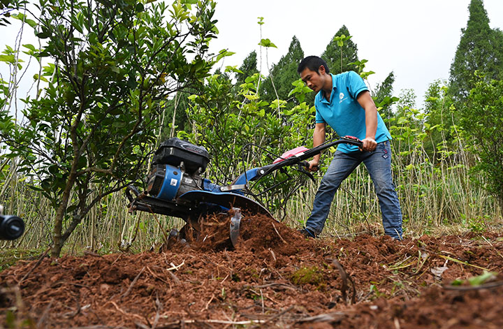 5村民正在桑園中耕整土地，準(zhǔn)備下一輪中藥材栽種.jpg