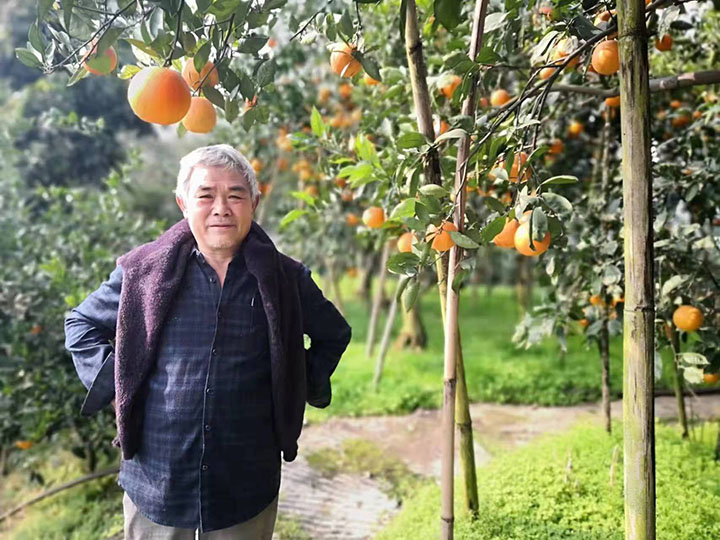 農(nóng)商銀行信貸支持柑橘種植戶劉大爺喜獲豐收.jpg